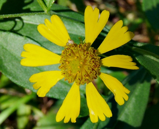 {Helenium autumnale}